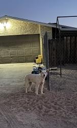 Found/Stray Unknown Dog last seen Capri and manzanita, Hesperia, CA 92345
