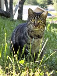 Lost Male Cat last seen Airport road, Placerville, CA 95667