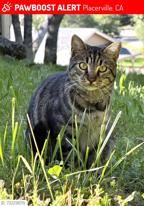 Lost Male Cat last seen Airport road, Placerville, CA 95667