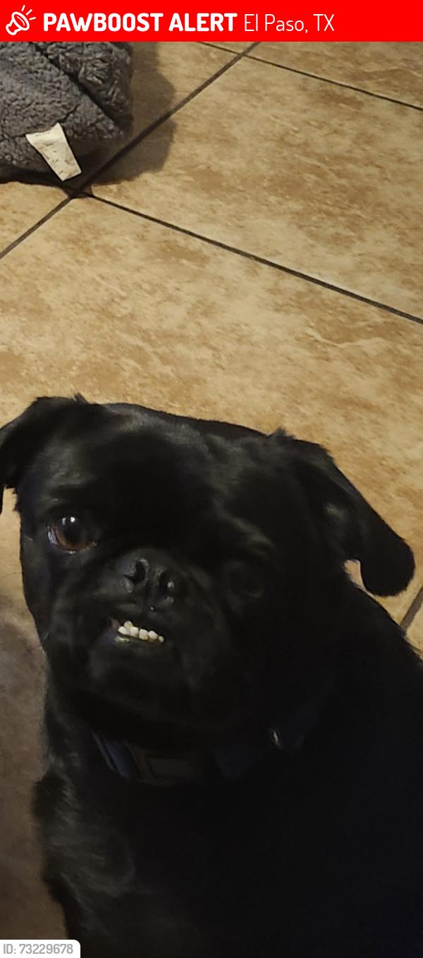 Lost Female Dog last seen Juliet Way & Montecito, El Paso, TX 79915