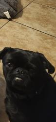 Lost Female Dog last seen Juliet Way & Montecito, El Paso, TX 79915