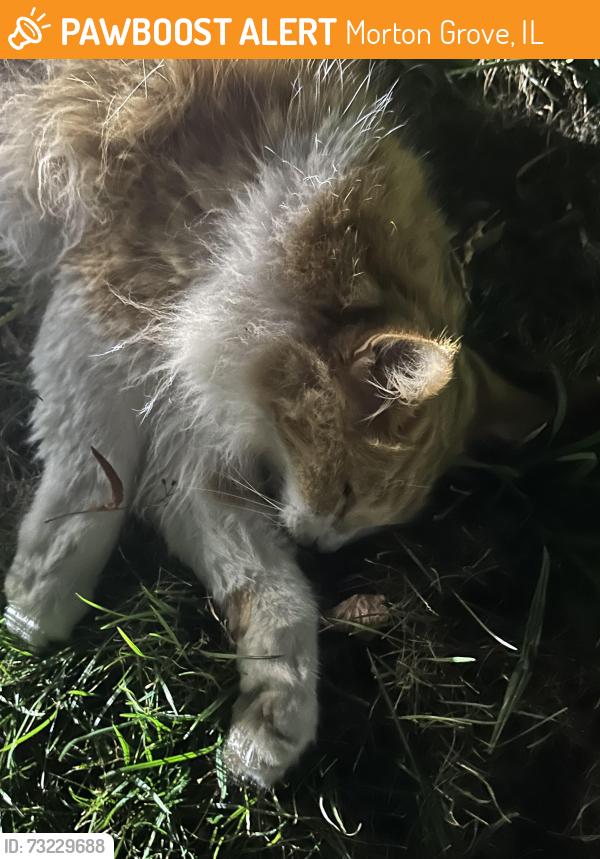 Found/Stray Unknown Cat last seen gross point and keeney in skokie, Morton Grove, IL 60053