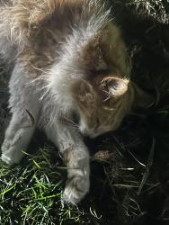Found/Stray Unknown Cat last seen gross point and keeney in skokie, Morton Grove, IL 60053