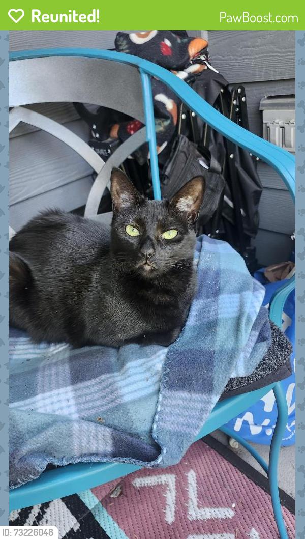 Reunited Female Cat last seen Gateway apts. 13105 21st drive se, Everett, WA 98208