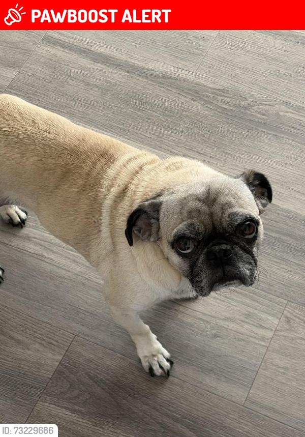 Lost Female Dog last seen Rotterdam and Valencia, Huntington Beach, CA 92647