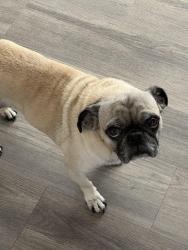 Lost Female Dog last seen Rotterdam and Valencia, Huntington Beach, CA 92647