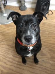 Reunited Female Dog last seen Aurora and Main in Sunset Heights, Houston, TX 77009