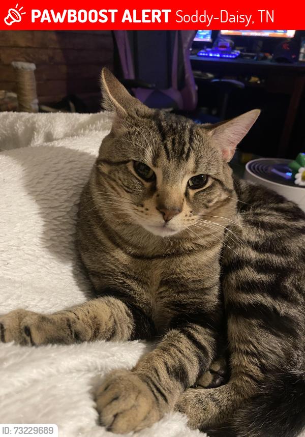Lost Male Cat last seen coleman road and dayton pike, Soddy-Daisy, TN 37379