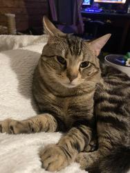 Lost Male Cat last seen coleman road and dayton pike, Soddy-Daisy, TN 37379