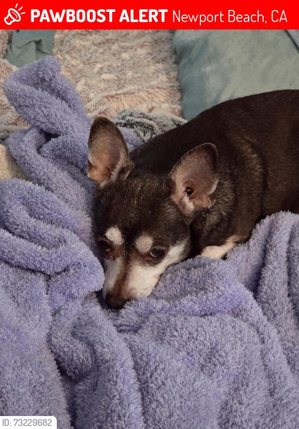 Lost Male Dog last seen Jamboree Road and San Joaquin Hills, Newport Beach, CA 92660