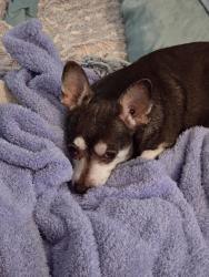 Lost Male Dog last seen Jamboree Road and San Joaquin Hills, Newport Beach, CA 92660