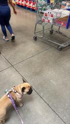 Lost Female Dog last seen Junipero long beach, Long Beach, CA 90831