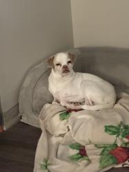 Reunited Male Dog last seen Huddlestone & Baymar Drive, Raleigh, NC 27612