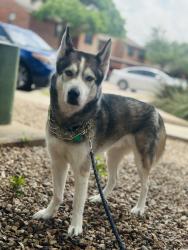 Reunited Male Dog last seen Near North McArthur Blvd, Irving, TX 75063