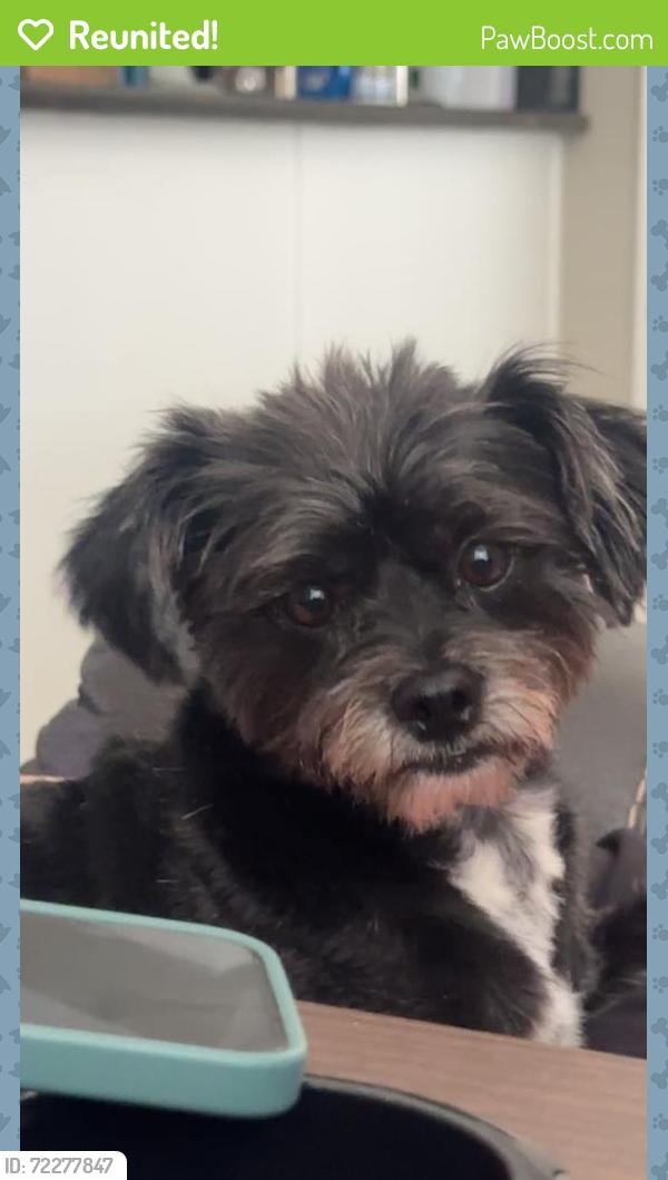 Reunited Female Dog last seen McKinley street and vista street, Corona, CA 92879
