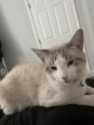 Lost Male Cat last seen Oakland ave Covington ky 41014, Covington, KY 41014