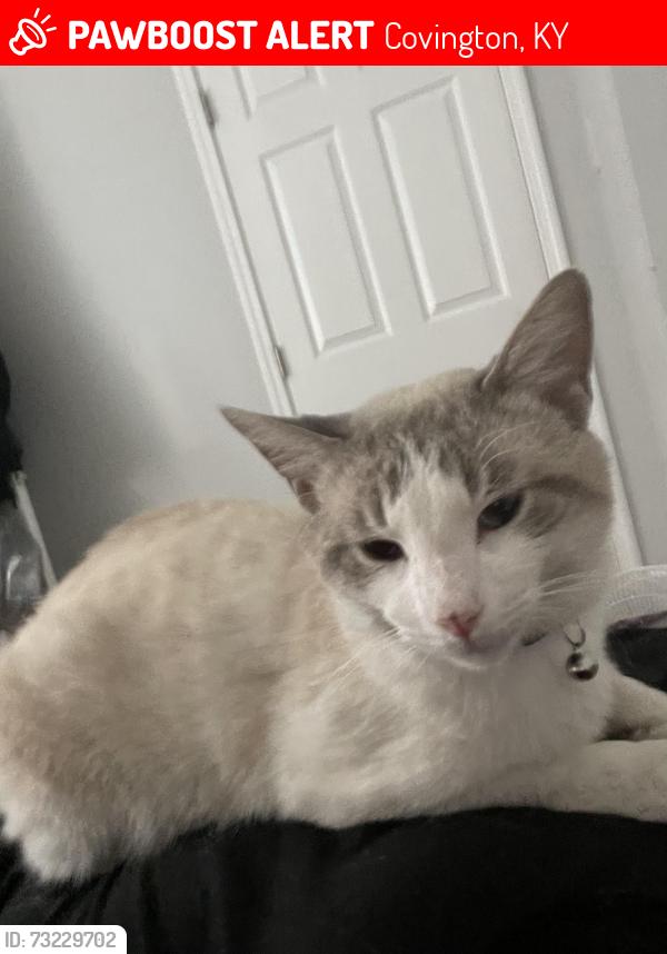 Lost Male Cat last seen Oakland ave Covington ky 41014, Covington, KY 41014
