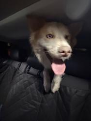 Reunited Male Dog last seen Near exit off of 90, San Antonio, TX 78253