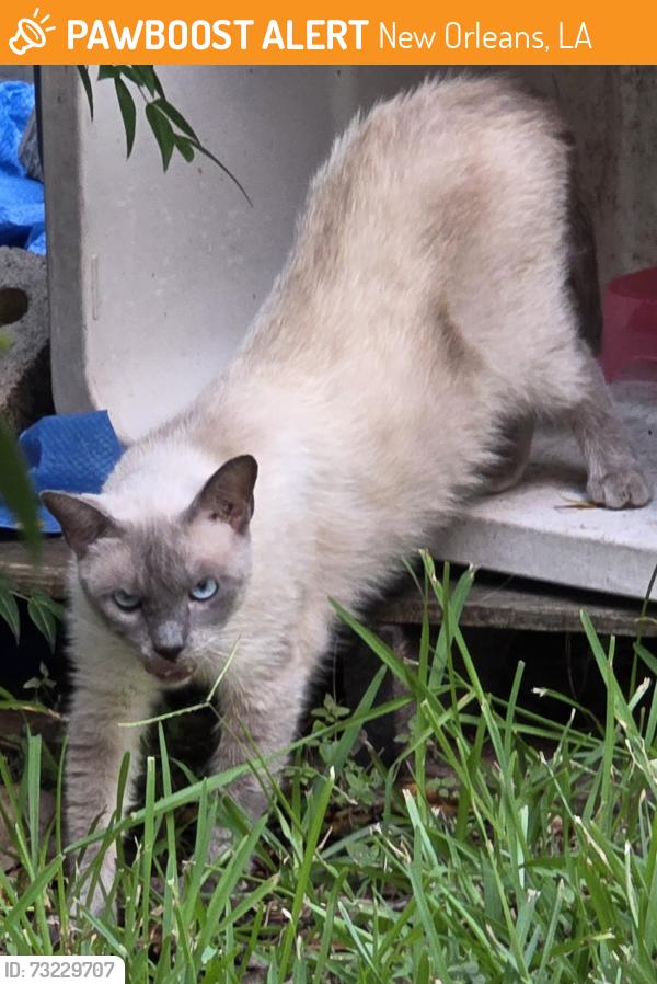 Found/Stray Unknown Cat last seen Carlson Drive in Lake Terrace, New Orleans, LA 70122