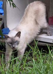 Found/Stray Unknown Cat last seen Carlson Drive in Lake Terrace, New Orleans, LA 70122