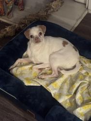 Reunited Male Dog last seen Baymar drive, Raleigh, NC 27612