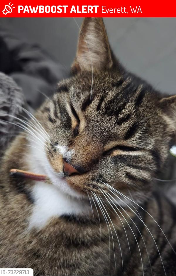 Lost Male Cat last seen 24th and Virginia, Everett, WA 98201