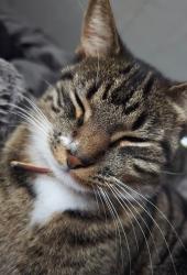 Lost Male Cat last seen 24th and Virginia, Everett, WA 98201