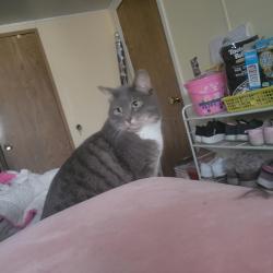 Lost Female Cat last seen Henry & Lamb, Fort Lupton, CO 80621