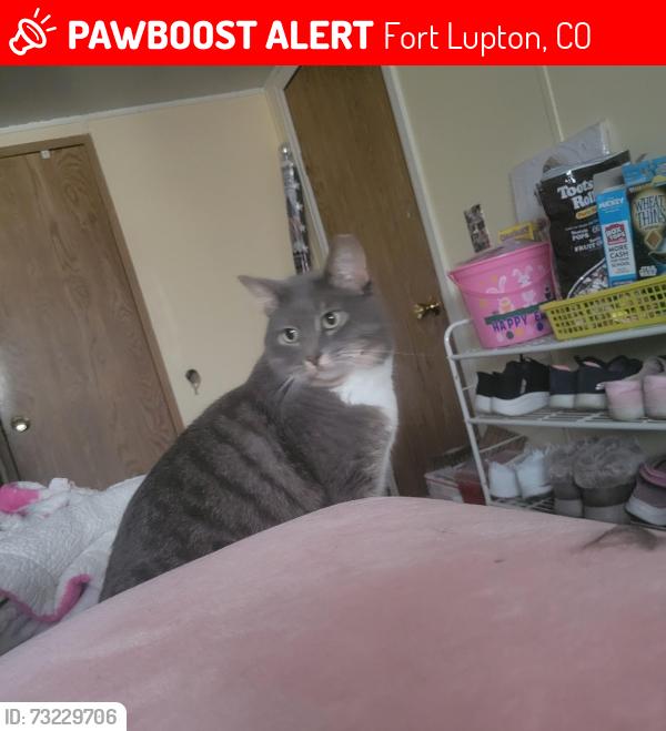 Lost Female Cat last seen Henry & Lamb, Fort Lupton, CO 80621