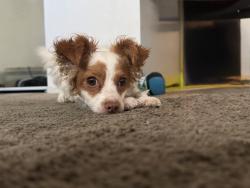 Lost Female Dog last seen Tobías and chase. Panorama city, Los Angeles, CA 91402