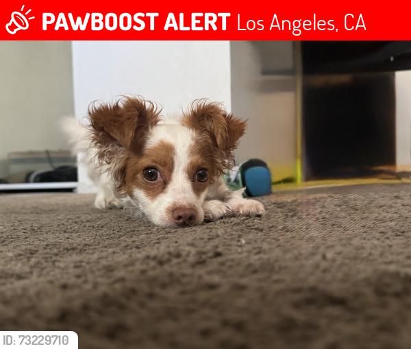 Lost Female Dog last seen Tobías and chase. Panorama city, Los Angeles, CA 91402
