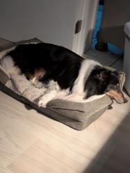 Lost Female Dog last seen Last seen around Cooper and Altoona, Spring Hill, FL 34609