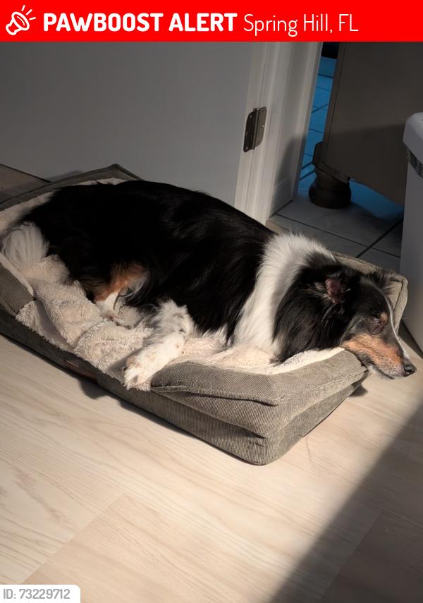 Lost Female Dog last seen Last seen around Cooper and Altoona, Spring Hill, FL 34609
