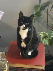 Lost Female Cat last seen Near Richmond St 94530, El Cerrito, CA 94530