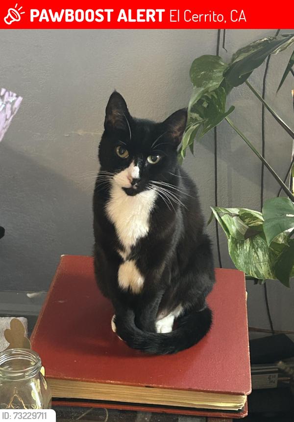 Lost Female Cat last seen Near Richmond St 94530, El Cerrito, CA 94530