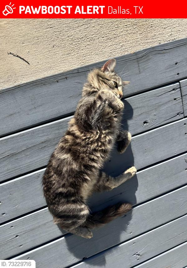 Lost Female Cat last seen South beach street, Dallas, TX 75223