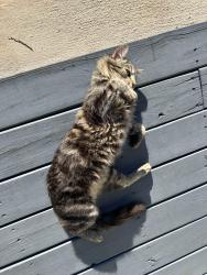 Lost Female Cat last seen South beach street, Dallas, TX 75223