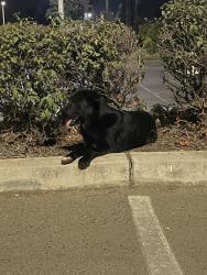 Found/Stray Female Dog last seen Parking lot for Lowe’s and Dutch Bros near donut factory, Visalia, CA 93291