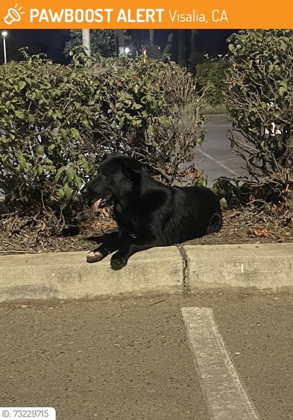 Found/Stray Female Dog last seen Parking lot for Lowe’s and Dutch Bros near donut factory, Visalia, CA 93291