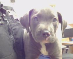 Shelter Stray Male Dog last seen , 3839 Bradshaw Rd, Sacramento, CA 95827, USA