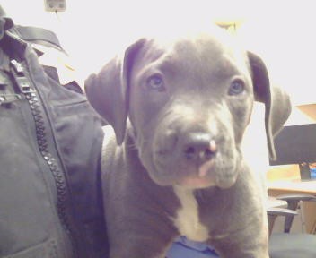 Shelter Stray Male Dog last seen , 3839 Bradshaw Rd, Sacramento, CA 95827, USA