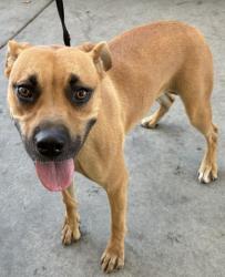 Shelter Stray Female Dog last seen Near BLOCK REGAL ST, BAKERSFIELD CA 93308, 3951 Fruitvale Ave, Bakersfield, CA 93308, USA