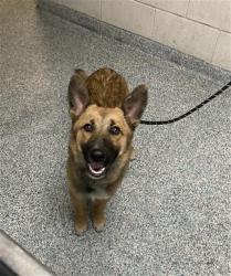 Shelter Stray Male Dog last seen Near BLK E. ARTESIA BLVD. LONG BEACH CA 90805, 7700 E Spring St, Long Beach, CA 90815, USA