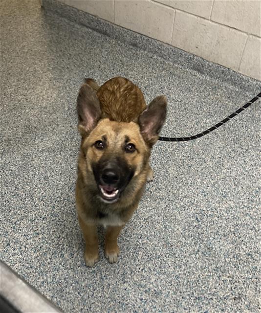 Shelter Stray Male Dog last seen Near BLK E. ARTESIA BLVD. LONG BEACH CA 90805, 7700 E Spring St, Long Beach, CA 90815, USA