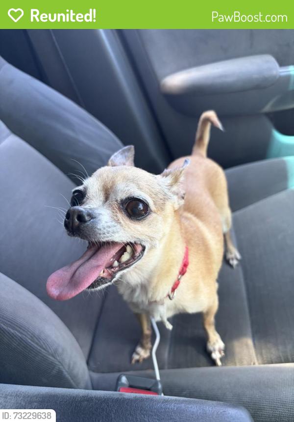 Reunited Female Dog last seen Near Business Park Dr, Sacramento, CA 95827, USA, Sacramento, CA 95827
