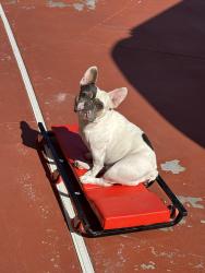 Reunited Male Dog last seen Hollywood/Charleston, Las Vegas, NV 89110