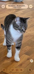 Lost Male Cat last seen Near street, Des Moines, WA 98198