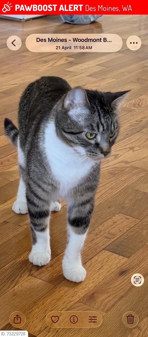 Lost Male Cat last seen Near street, Des Moines, WA 98198