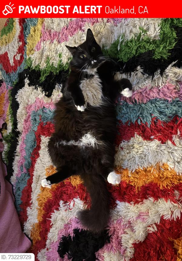 Lost Male Cat last seen Oak Glen Park, Oakland, CA 94611