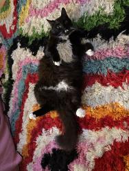Lost Male Cat last seen Oak Glen Park, Oakland, CA 94611